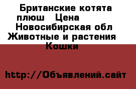 Британские котята плюш › Цена ­ 5 000 - Новосибирская обл. Животные и растения » Кошки   